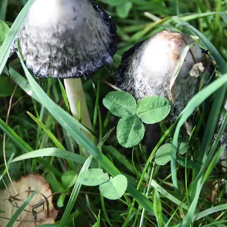 Appartement Haus Buchholz *