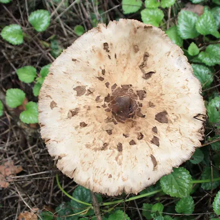 Haus Buchholz Liesenich