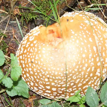 Apartment Haus Buchholz