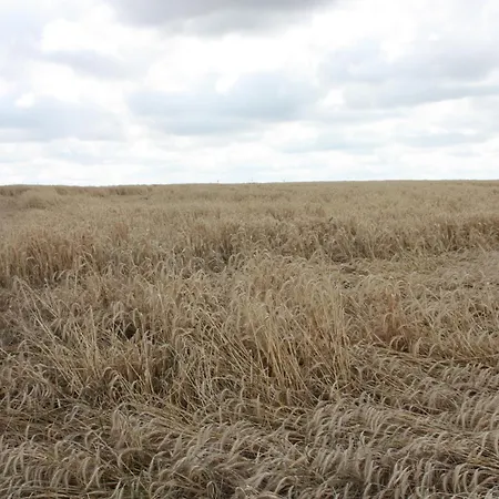 Haus Buchholz Liesenich