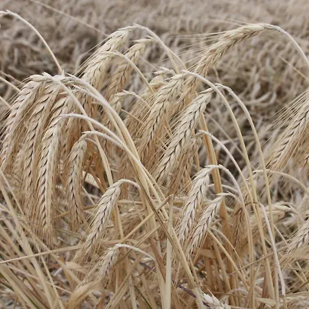 Haus Buchholz Appartement Liesenich