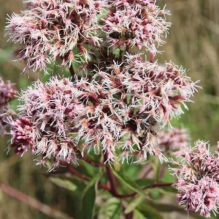 Appartement Haus Buchholz