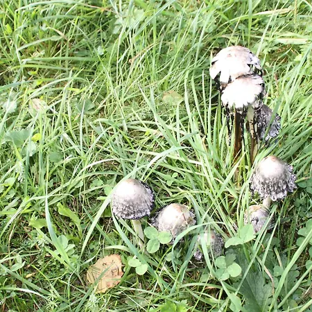 Haus Buchholz Apartment *