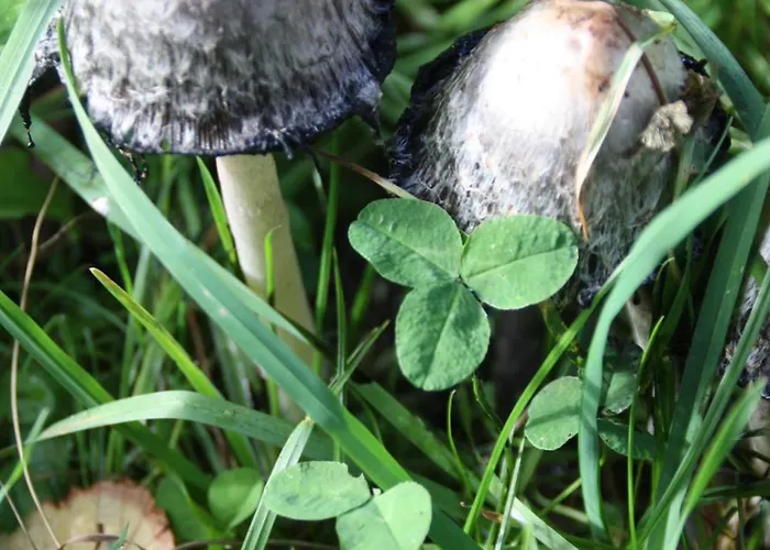 Apartamento Haus Buchholz *