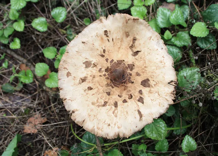 Haus Buchholz Liesenich