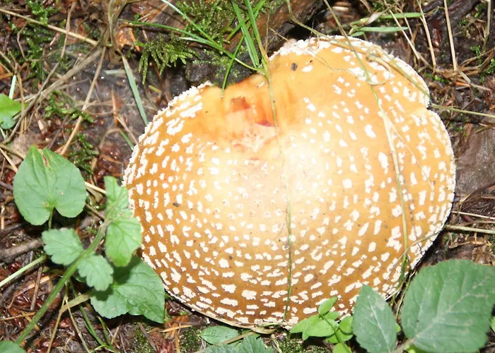 Apartamento Haus Buchholz