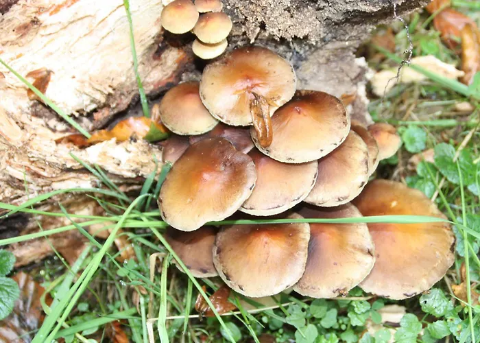 Haus Buchholz Apartamento *