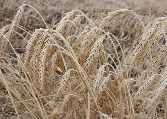 Haus Buchholz Apartamento Liesenich