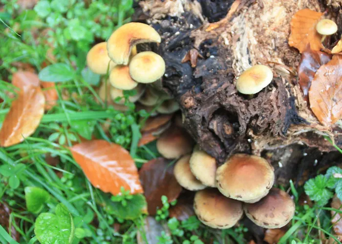 Apartamento Haus Buchholz Liesenich