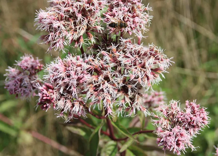 Apartamento Haus Buchholz